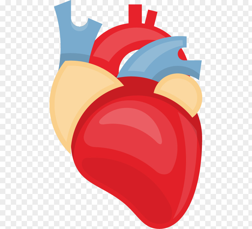 Heart Human Body PNG