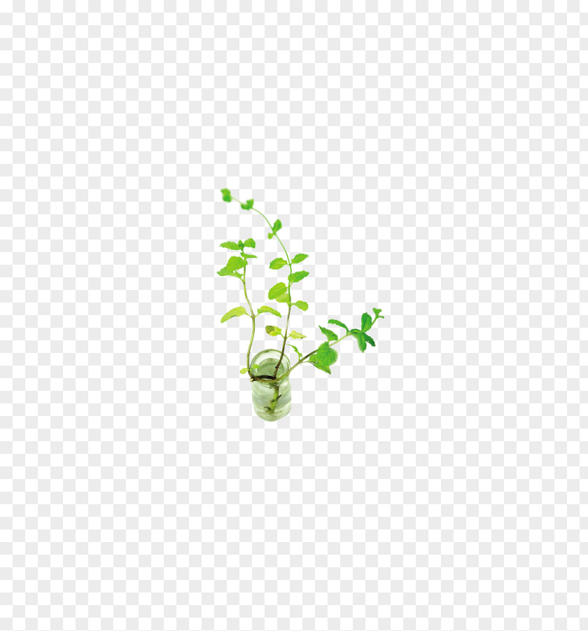 Mint Mentha Spicata Download PNG