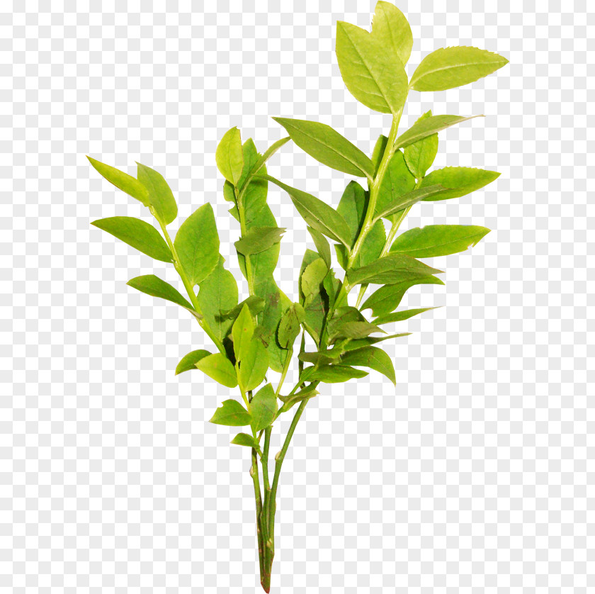 Twigs Green Tea Powder Extract Leaf PNG