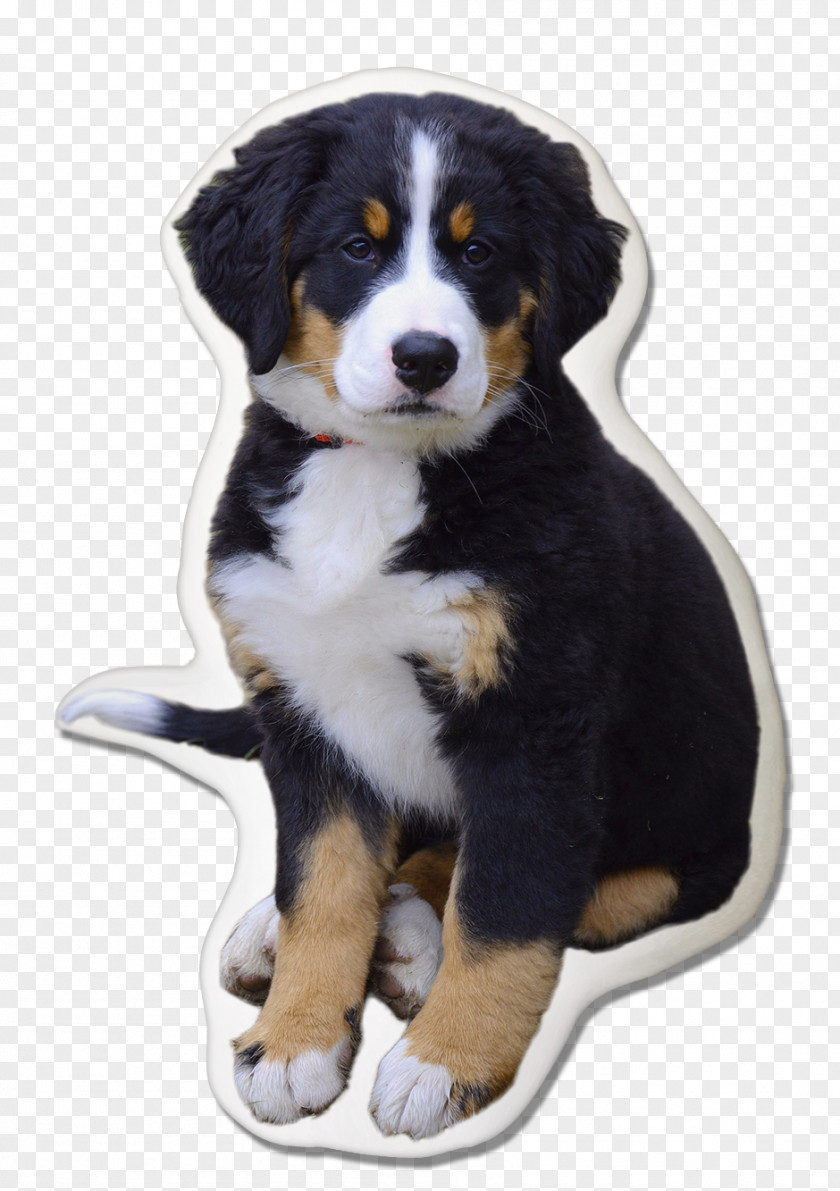 Bernese Mountain Dog Alaskan Malamute Puppy Greater Swiss Entlebucher PNG