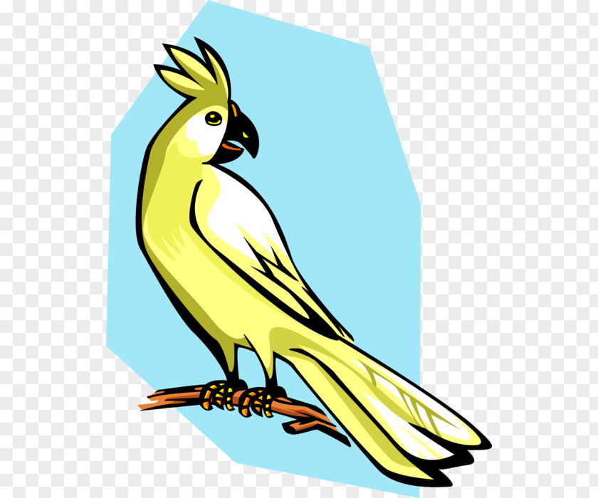 Bird Clip Art Vector Graphics Cockatiel Royalty-free PNG