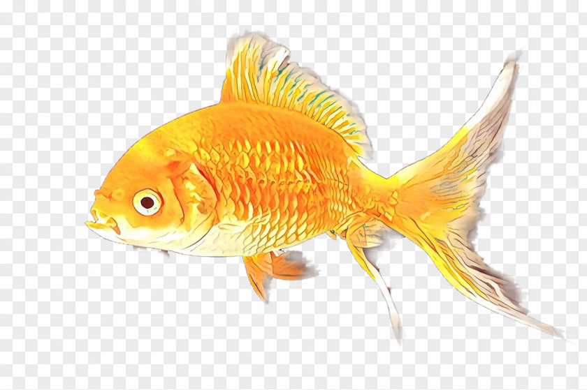 Fish Supply Cyprinidae Cartoon PNG