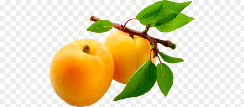 Juice Apricot Nectar Fruit PNG