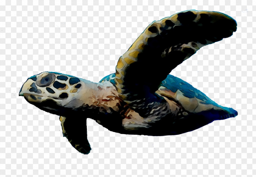 Loggerhead Sea Turtle Tortoise Pond Turtles PNG