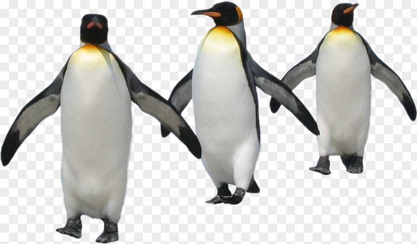 Penguin Image Paint Adobe Photoshop PNG