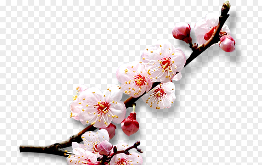 Plum Creative Cherry Blossom Download PNG