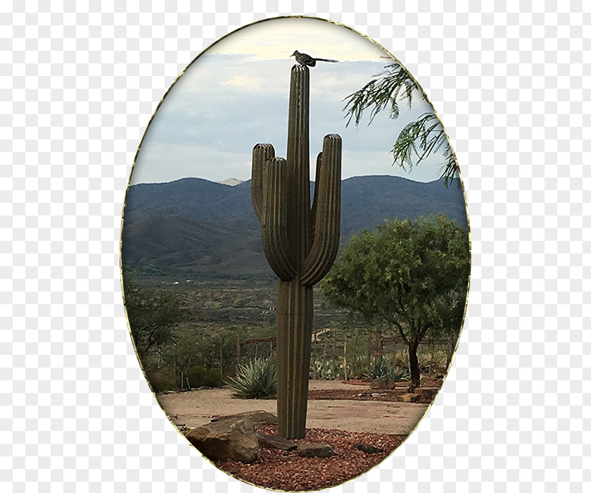 Quarter Horse Strawberry Hedgehog Cactus Cactaceae Tree PNG