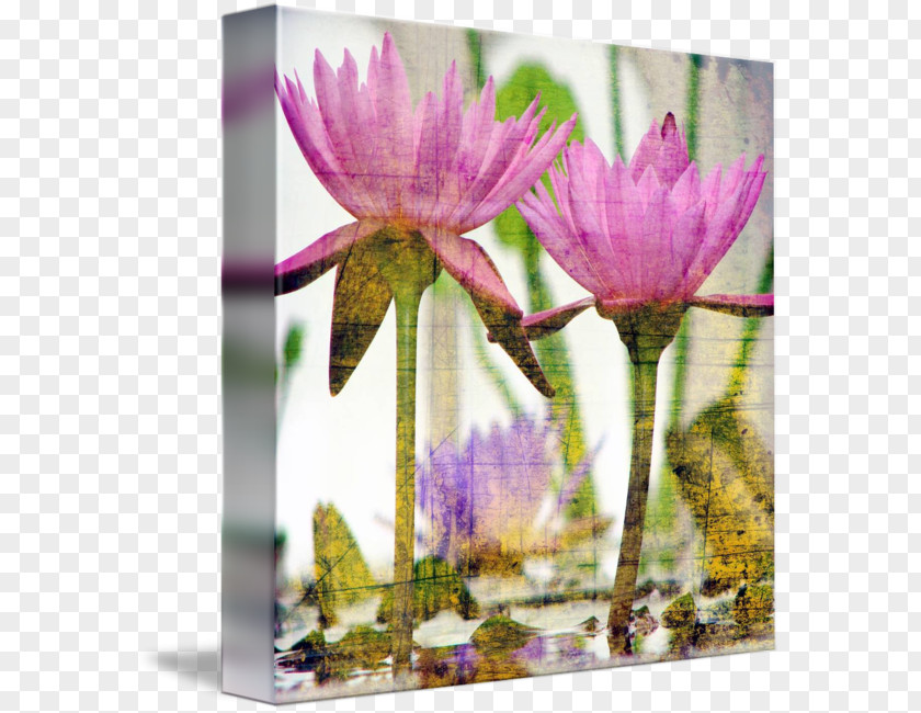 Water Lilies Abstract Art Artist Printmaking PNG