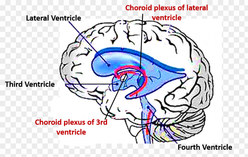 Brain Ventricular System Choroid Plexus Fourth Ventricle Lateral Ventricles PNG