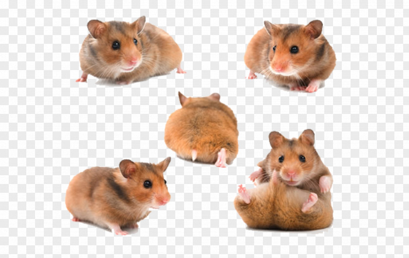 Little Mouse Djungarian Hamster Gerbil Roborovski Wheel PNG