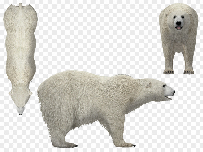 Polar Bear Animal Wildlife Snout PNG