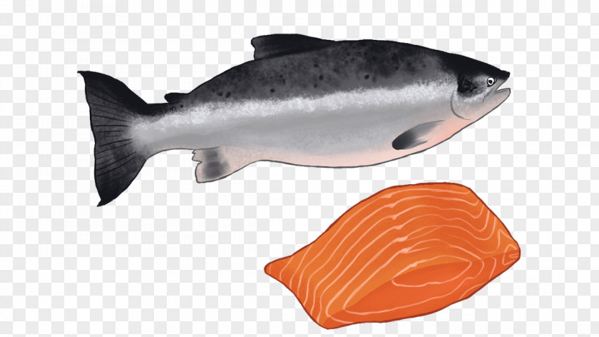 Alaska Cruise Ship Food Coho Salmon Fish Products As Oily PNG