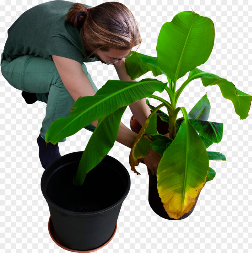 Banana Tree Gardening PNG
