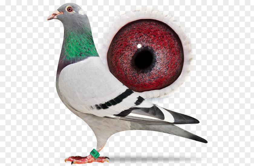 Bird Racing Homer Homing Pigeon Columbidae English Trumpeter PNG