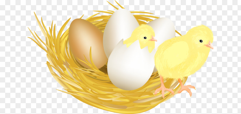 Chicken Meat Eggshell Drawing PNG