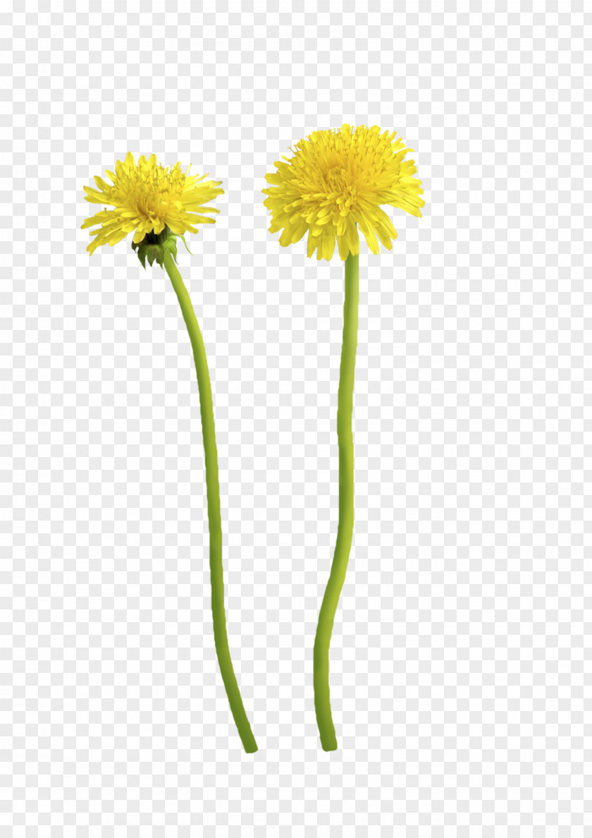 Dandelion Cut Flowers Transvaal Daisy Plant Stem PNG
