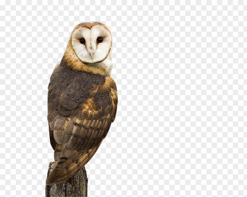 Owl PNG clipart PNG
