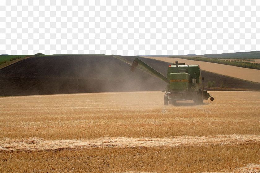 Wheat Field Harvest Crop Farm Soil Grasses PNG