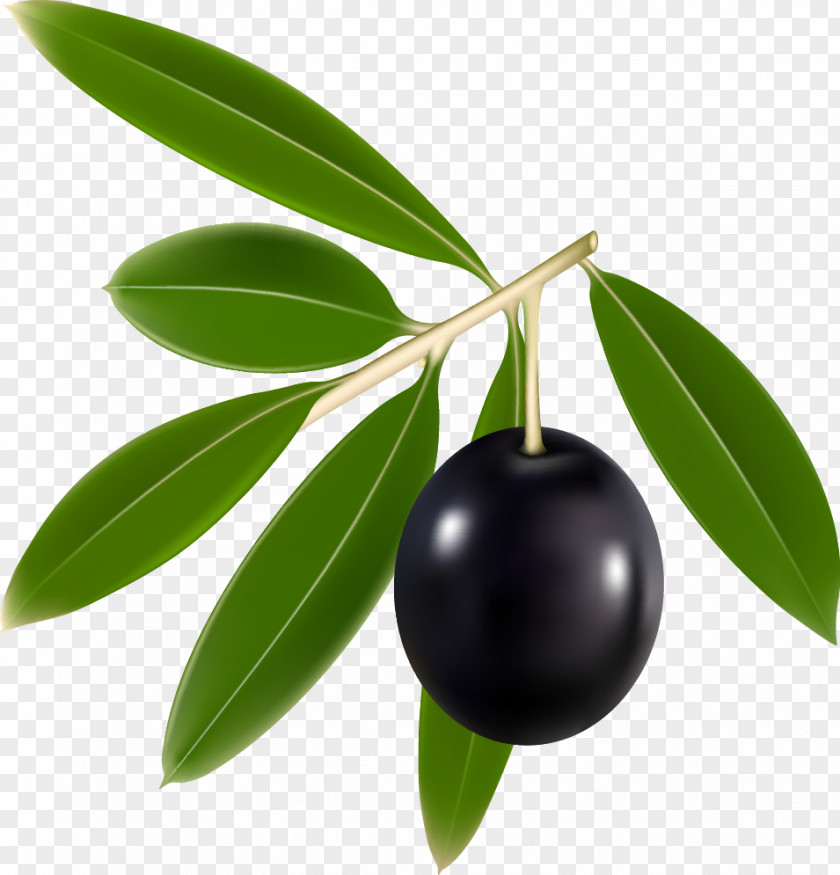 Olives Olive Branch Euclidean Vector Clip Art PNG