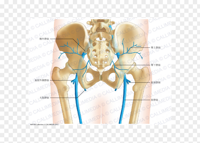 Pelvis Human Anatomy Body Hip Bone PNG
