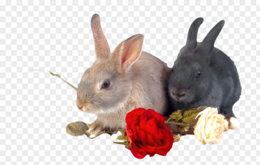 Two Little Rabbits White Rabbit Animal Rose PNG