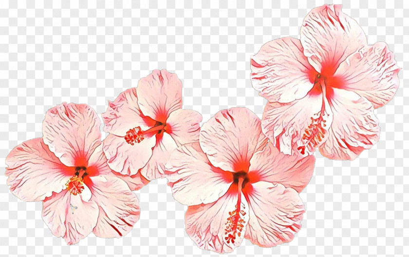 Geranium Chinese Hibiscus Flower Hawaiian Petal Pink Plant PNG