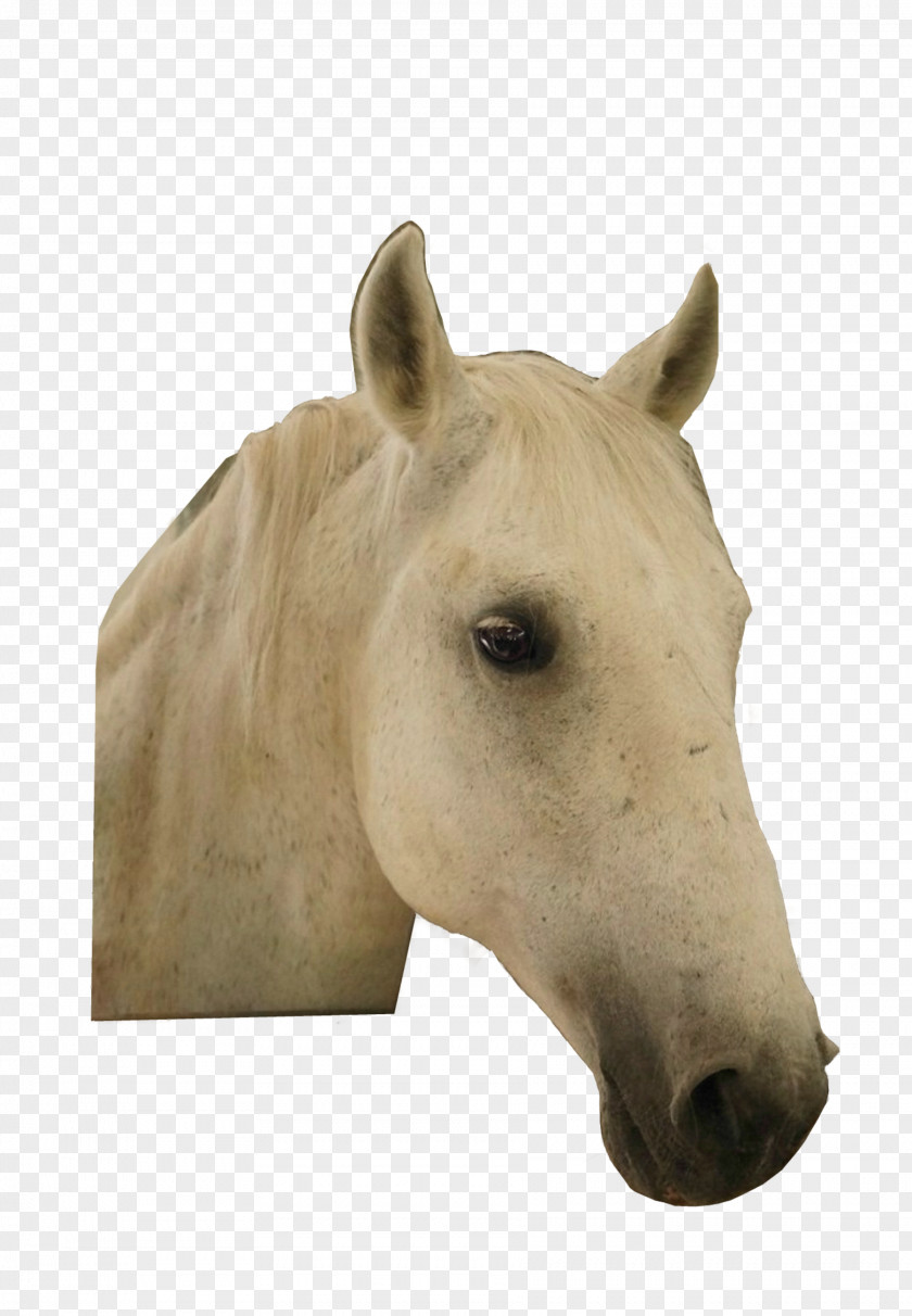 Horse Download Symbol PNG