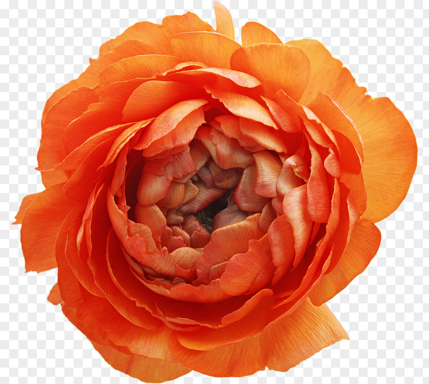 Peony Rosa Chinensis Flower PNG