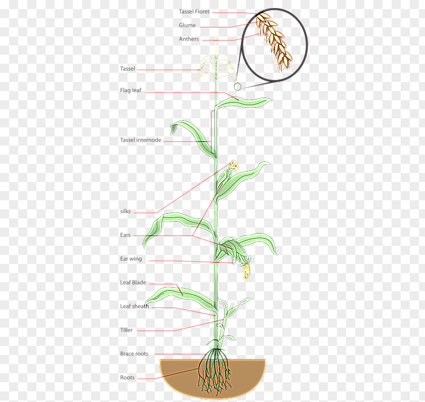 Root System Maize Popcorn Diagram Sweet Corn Plant PNG