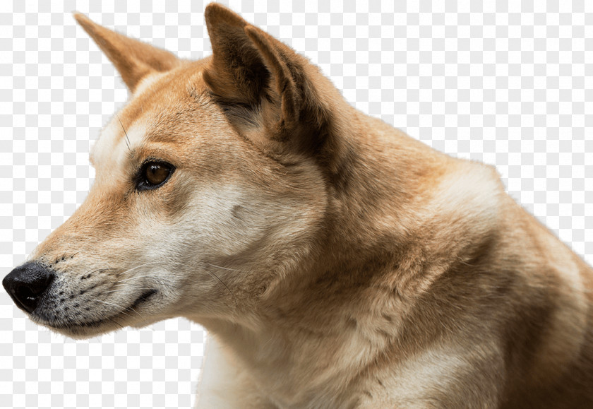 Saarloos Wolfdog Dingo Canaan Dog Akita Czechoslovakian PNG