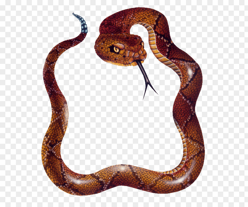 Skunk Snake Reptile Vipers PNG