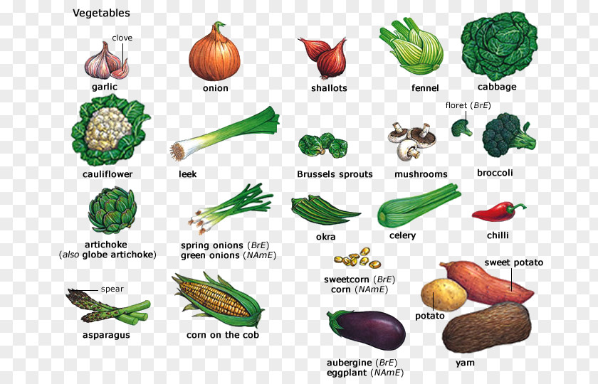 Vegetable Onion Vocabulary Health Food PNG
