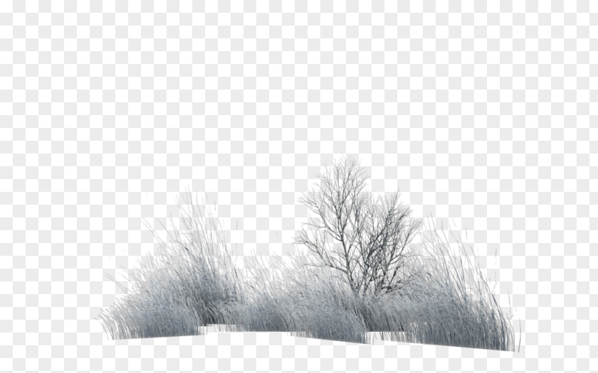 Winter Stock Photography Fur White PNG