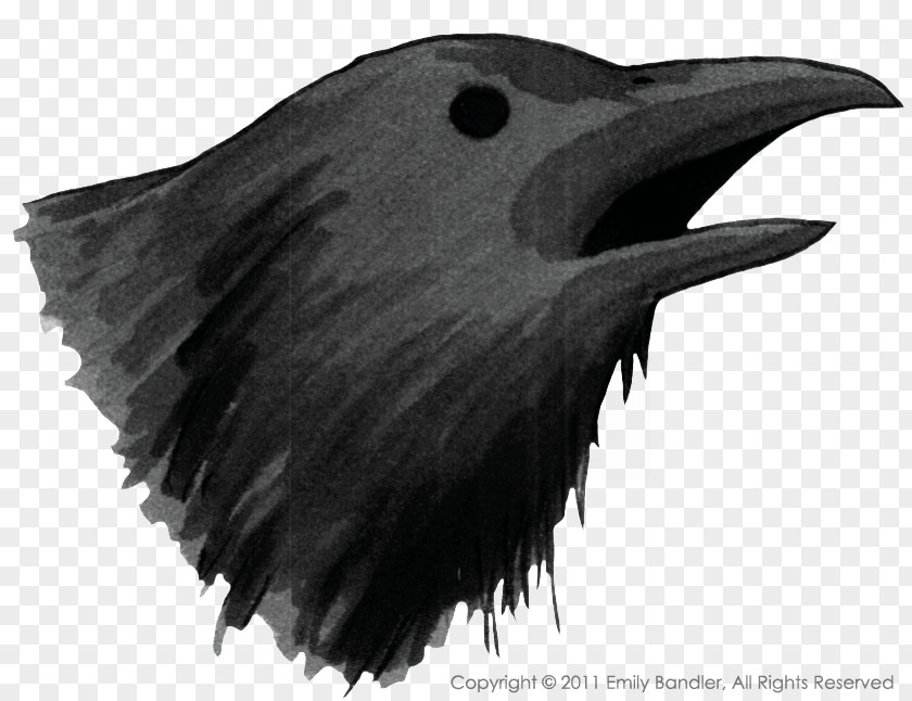 Crow American Common Raven White Beak PNG