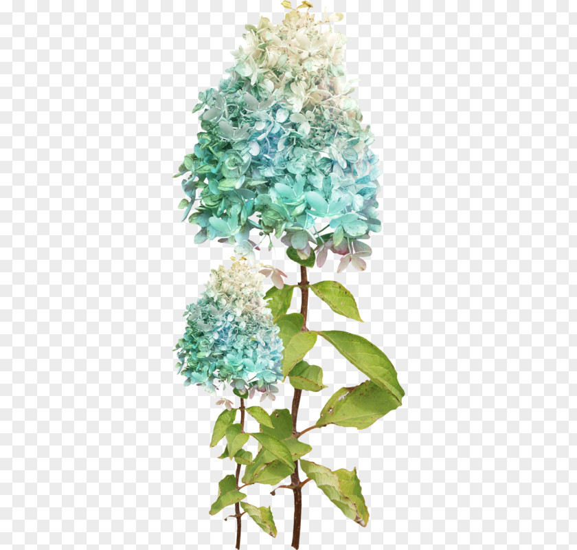 Flower Hydrangea Green PNG