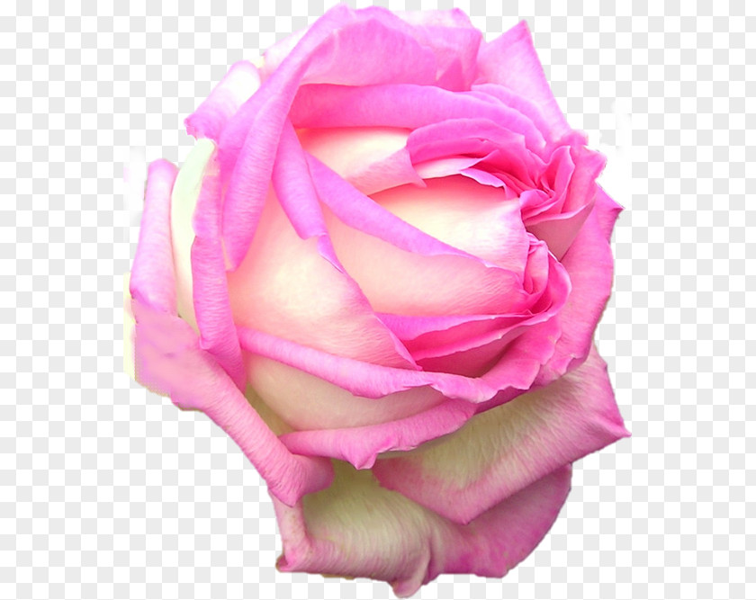 Minjung Garden Roses Cabbage Rose Floribunda Naver Blog PNG
