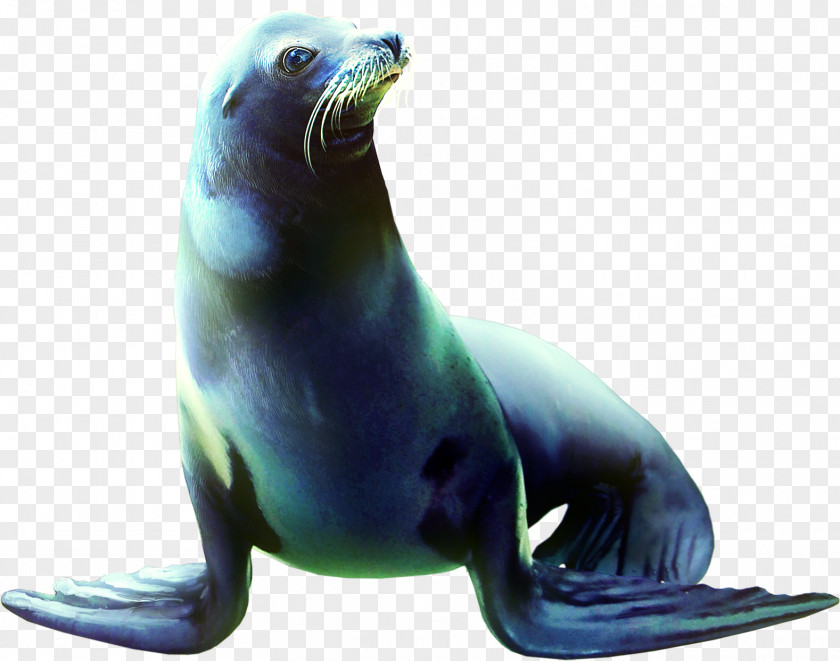 Sea Lion Animals Earless Seal Animal Clip Art PNG