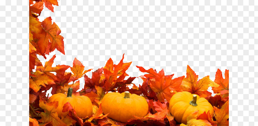 Maple Pumpkin Autumn Harvest Festival Stock Photography Clip Art PNG