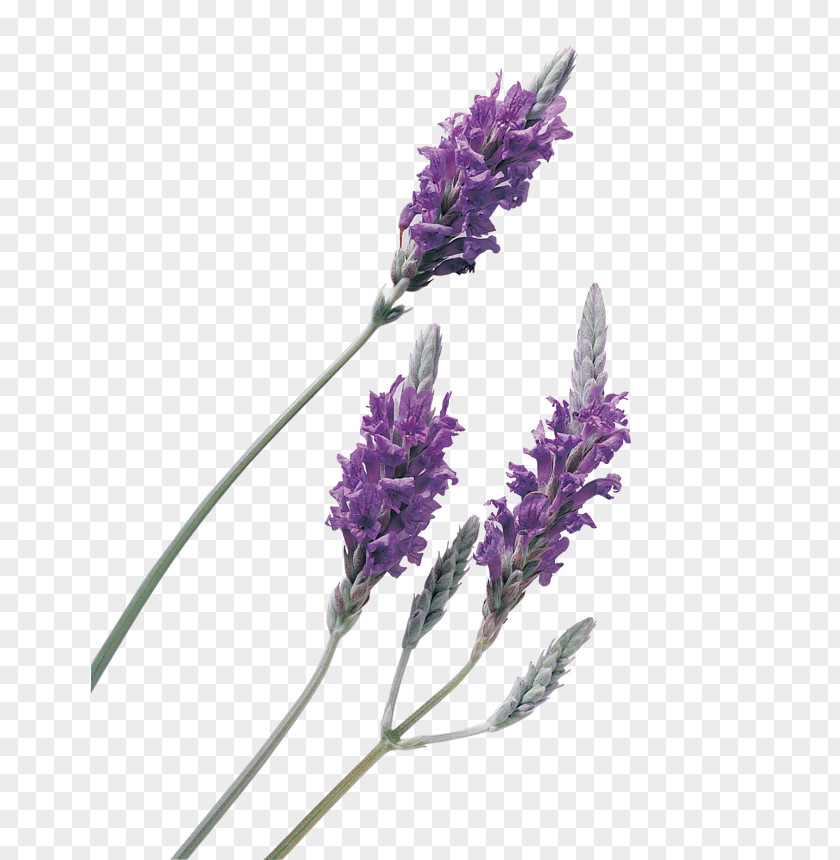 Oil Lavender Essential PNG