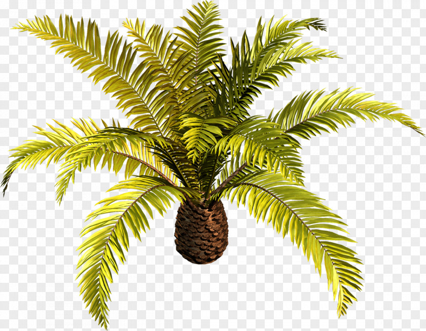 Palm Tree Arecaceae Plant Clip Art PNG