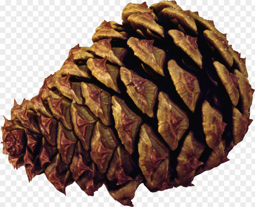 Pine Cone Material Spruce Conifer Tree PNG