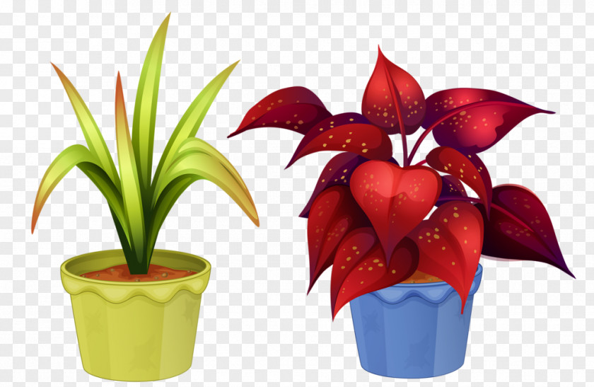 Plant Ornamental Flowerpot Houseplant Flowering PNG
