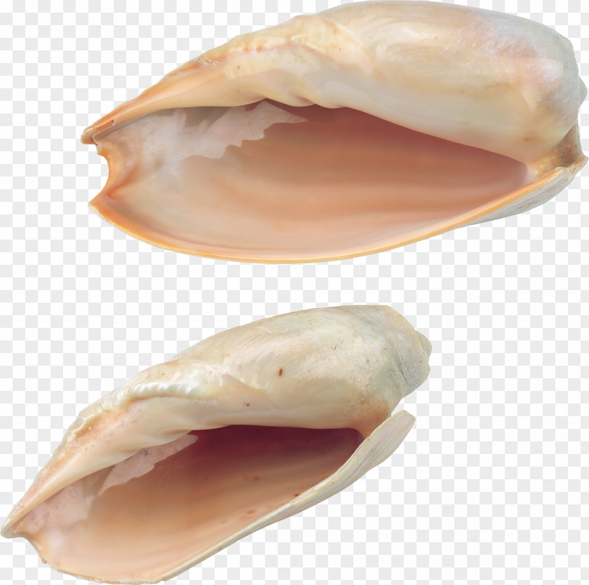 Seashell Seafood PNG