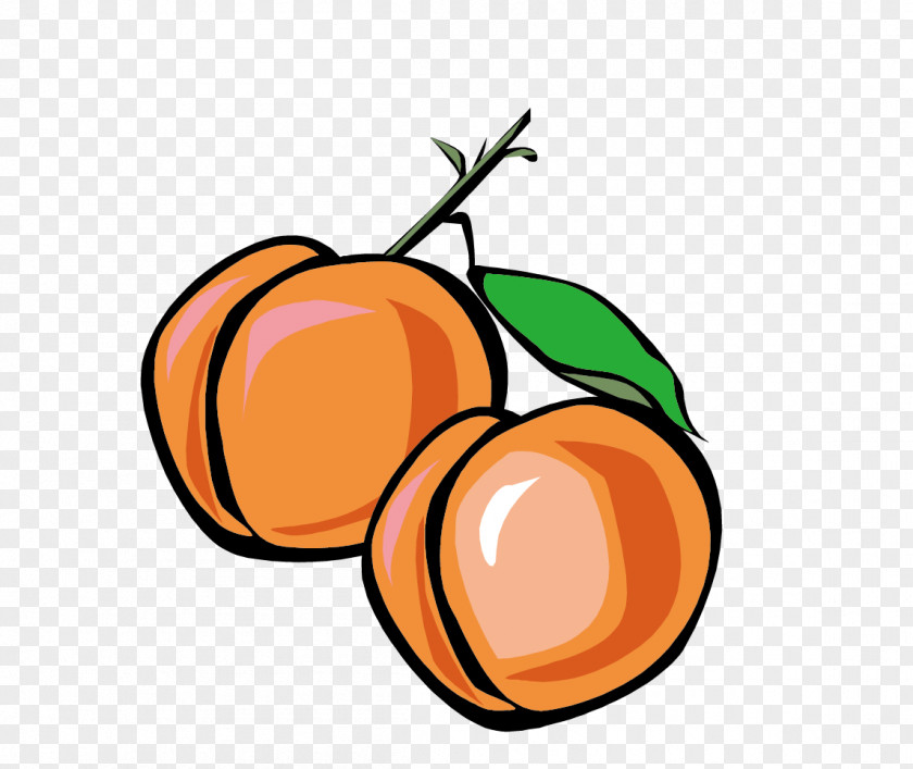 Apricot Peach Euclidean Vector PNG