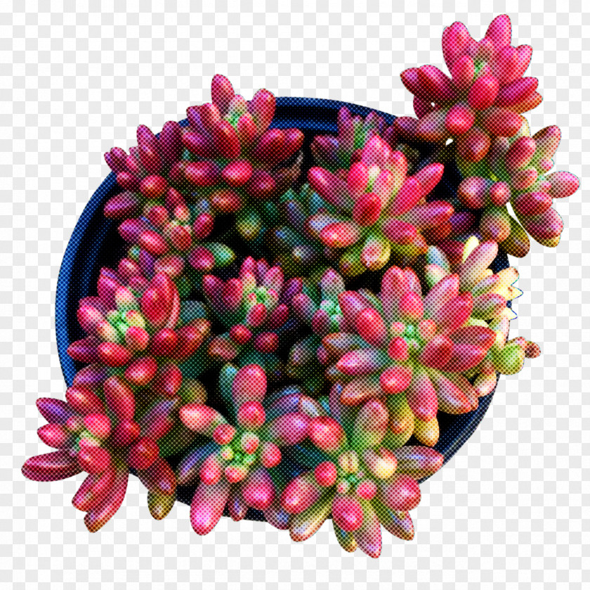 Flower Pink Plant Magenta Succulent PNG