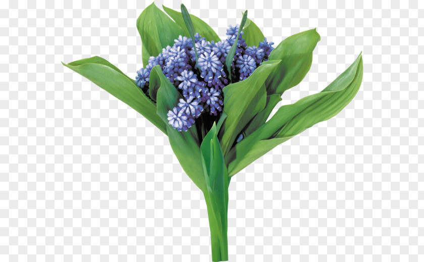 Hyacinth Lyric Poetry Изба-читальня Romance Flower PNG