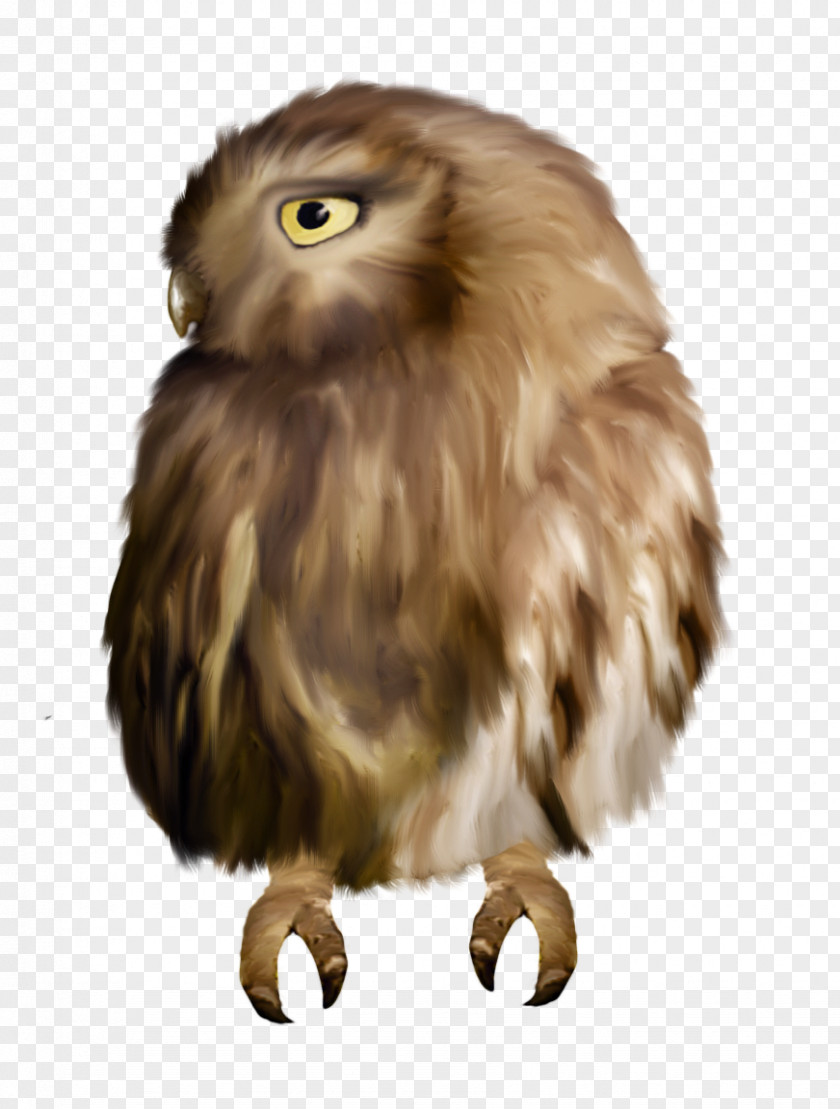 Owl Sovunya Watercolor Painting Clip Art PNG