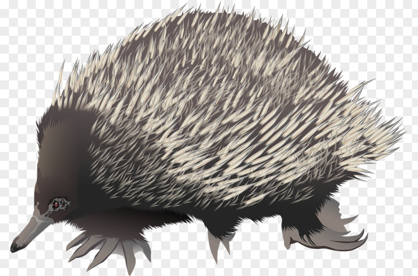 Anteater Knuckles The Echidna Short-beaked Clip Art PNG