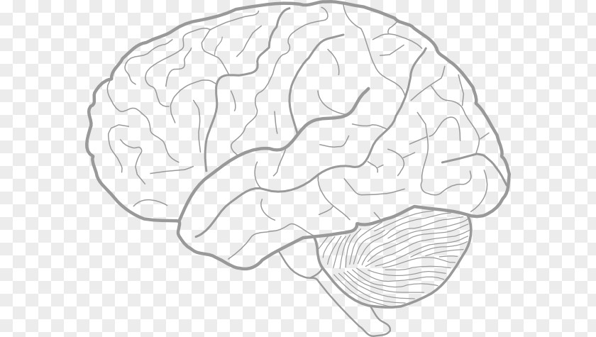 Brain Drawing Cliparts Outline Of The Human Clip Art PNG