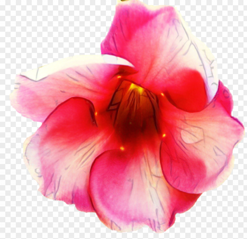 Iris Cattleya Pink Flower Cartoon PNG